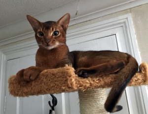 Abyssinian Male Cat - Anubis Ricky Martini of PureAbby