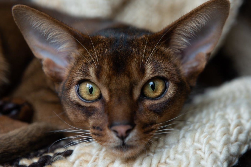 Home - PureAbby Abyssinian Cats