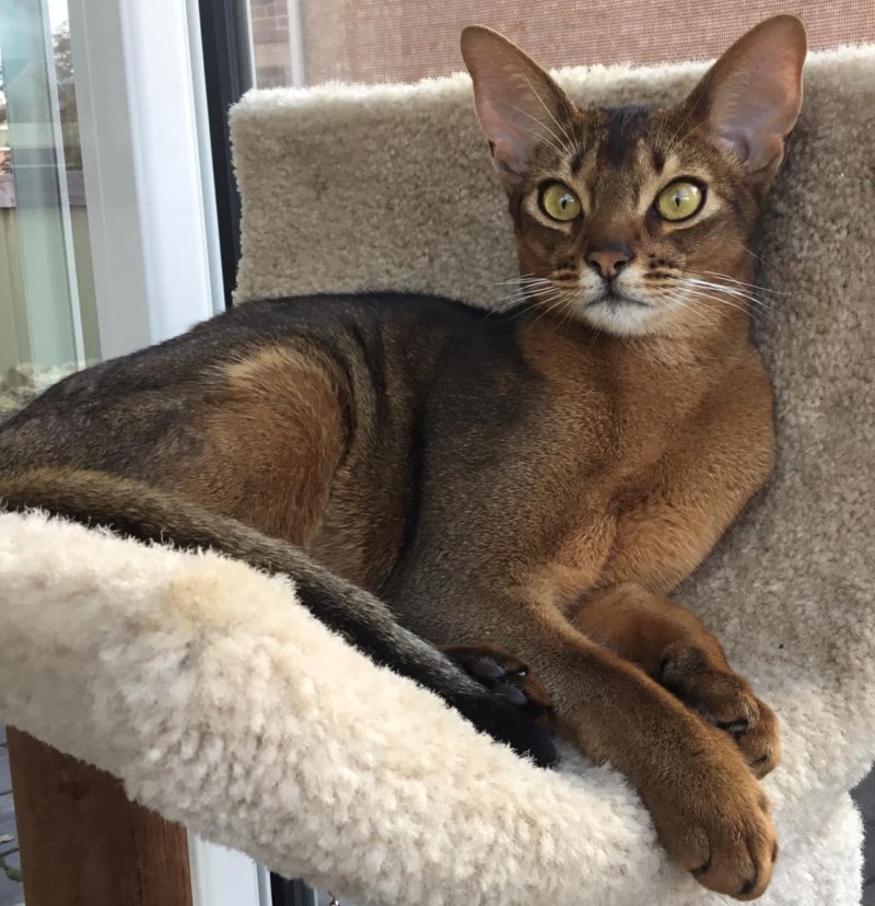 Home - PureAbby Abyssinian Cats